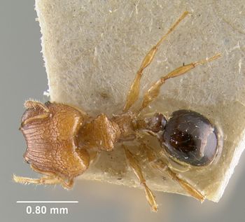 Media type: image;   Entomology 30775 Aspect: habitus dorsal view